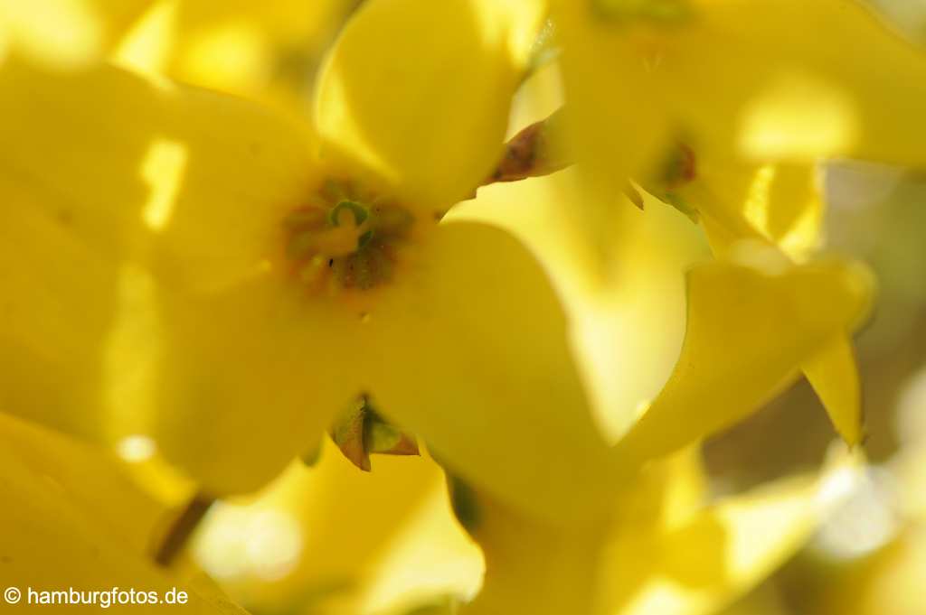 akustikbild_fond_AKB019 Fond Akustikbild Forsythien