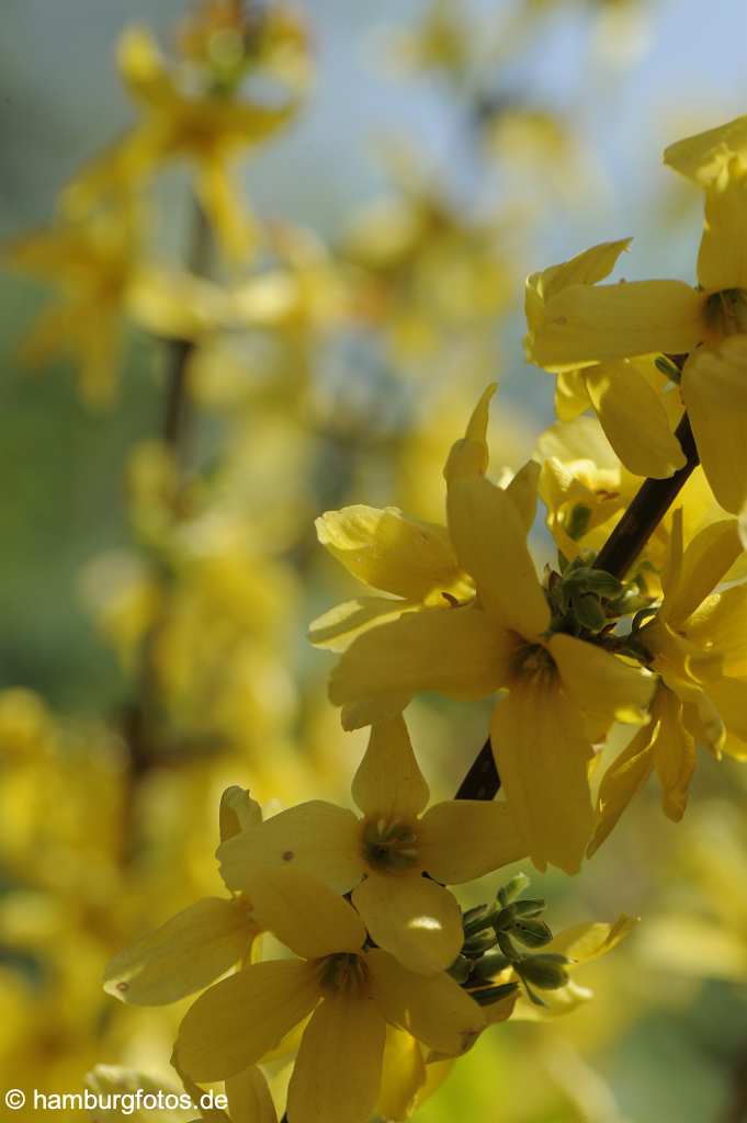 akustikbild_fond_AKB020 Fond Akustikbild Forsythien