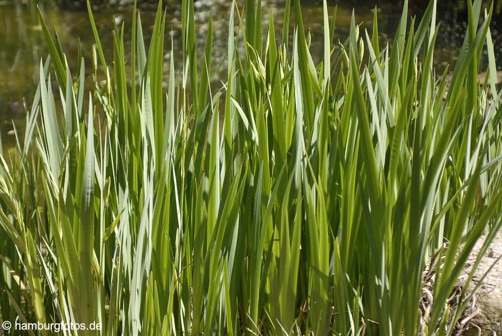 akustikbild_fond_AKB031 Fond Akustikbild Grass