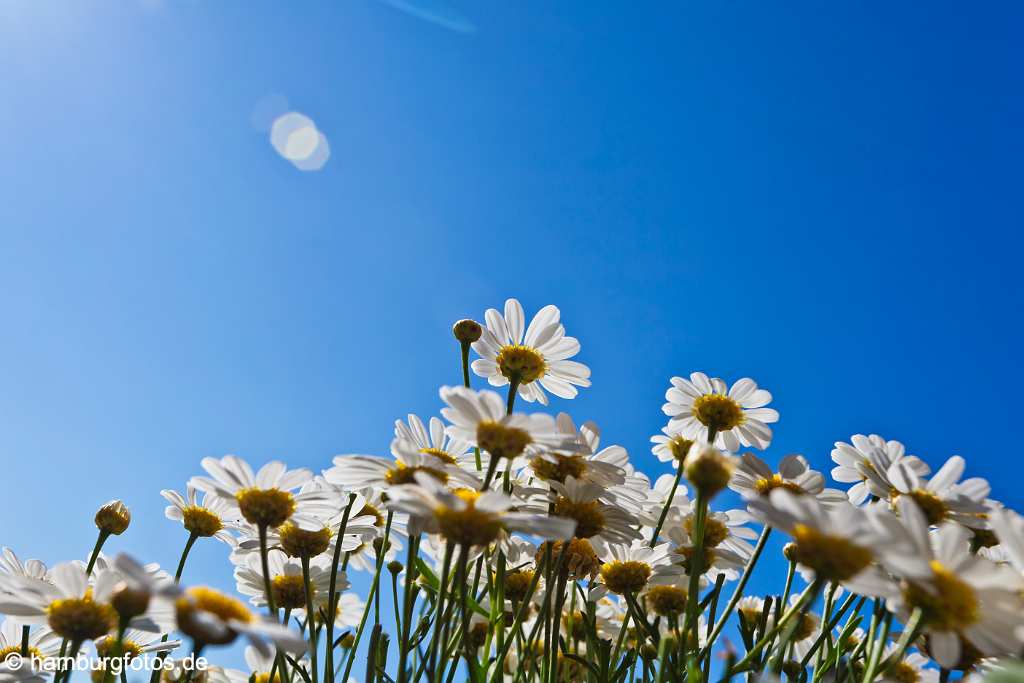 akustikbild_fond_AKB036 Fond Akustikbild Margeritten Himmel