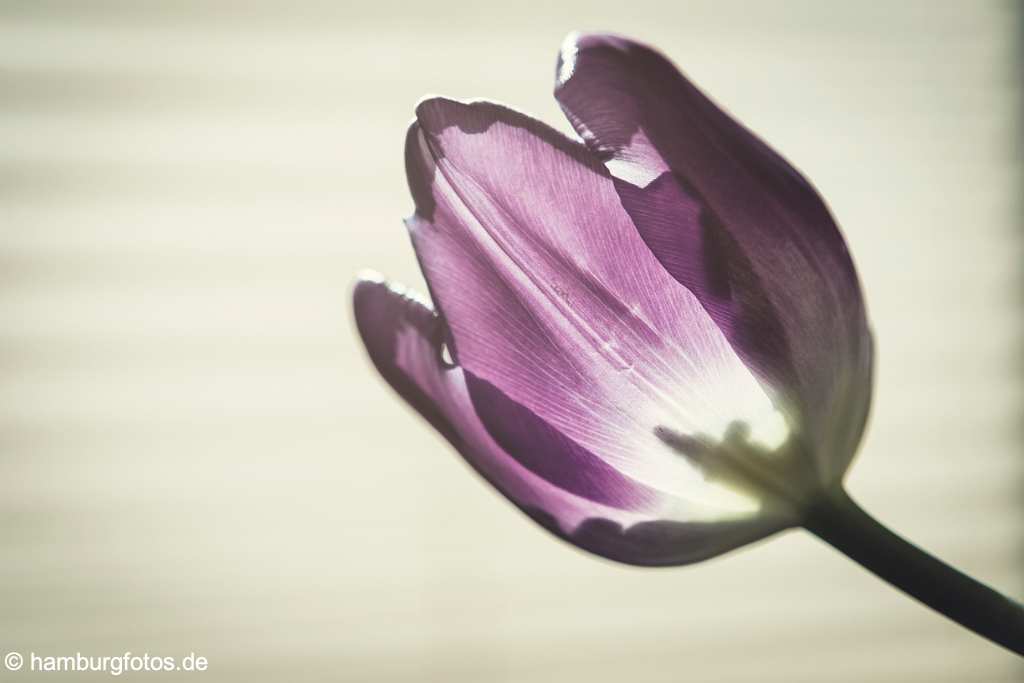 akustikbild_fond_AKB039 Fond Akustikbild Tulpe