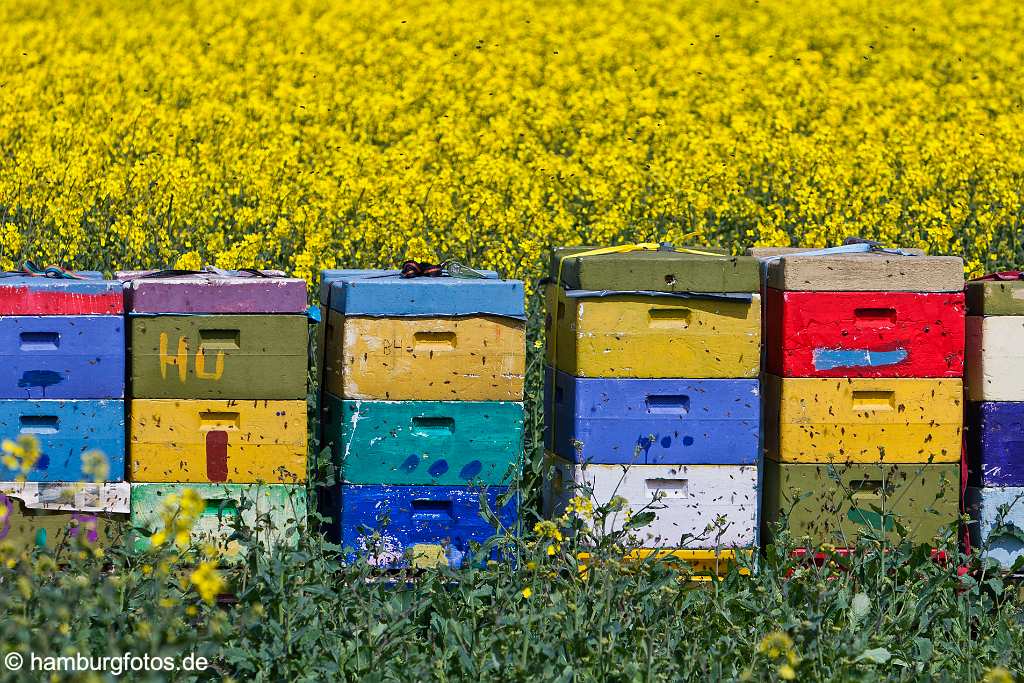 akustikbild_fond_AKB044 Fond Akustikbild Bienenkörbe