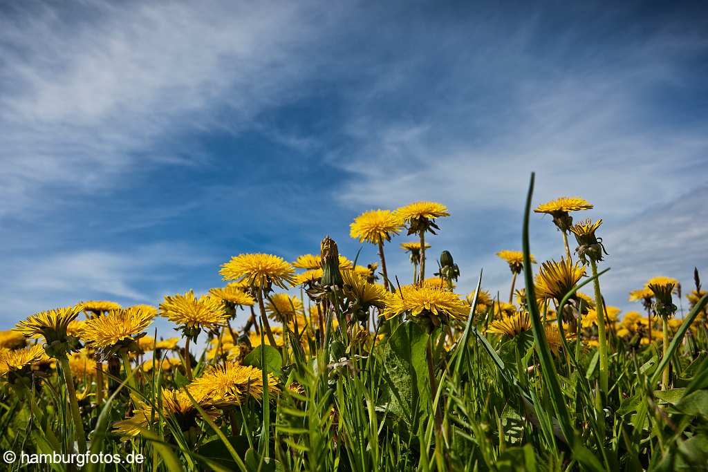 akustikbild_fond_AKB045 Fond Akustikbild Blumenwiese, Himmel