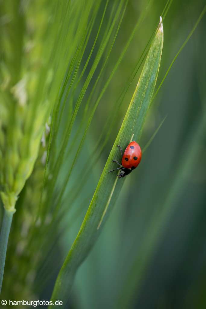 akustikbild_fond_AKB055 Fond Akustikbild Marienenkäfer im Gruen