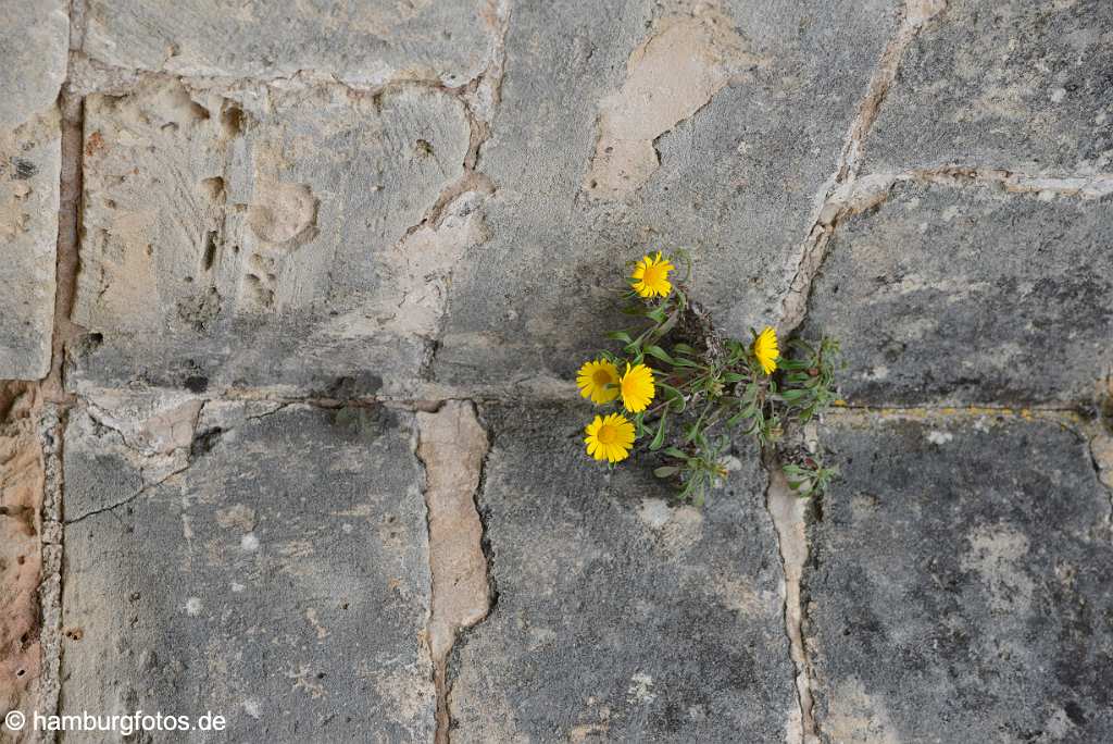 akustikbild_fond_AKB071 Fond Akustikbild Blume in Mauer