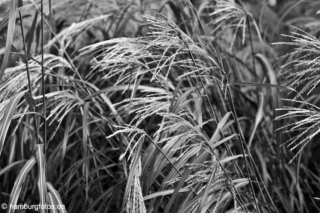 akustikbild_fond_AKB076 Fond Akustikbild Grass