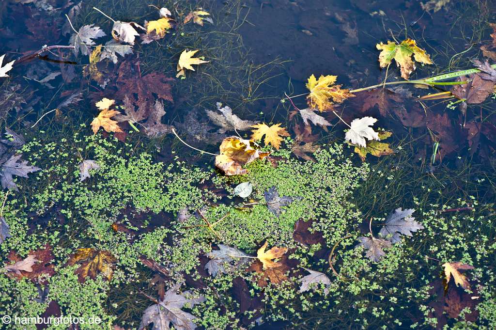 akustikbild_fond_AKB085 Fond Akustikbild schwimmende Blaeter