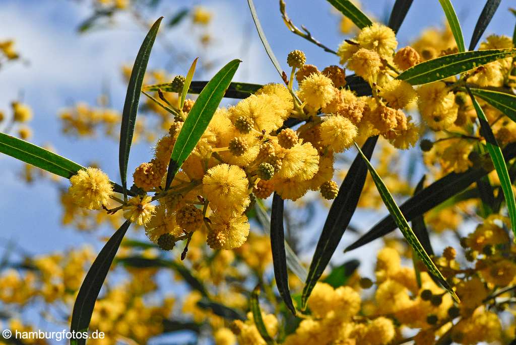 akustikbild_fond_AKB104 Fond Akustikbild Mimosen