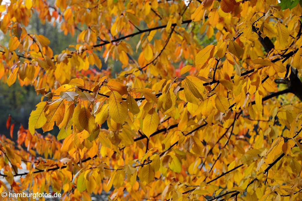 akustikbild_fond_AKB112 Fond Akustikbild Buche im Herbst