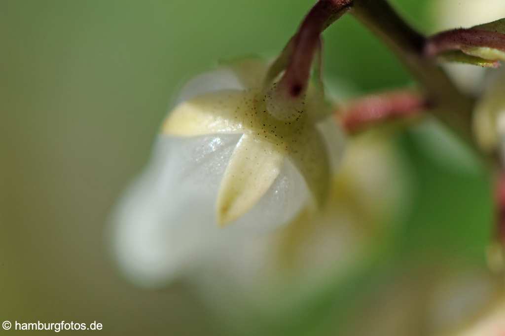 akustikbild_fond_AKB117 Fond Akustikbild weisse Bluete