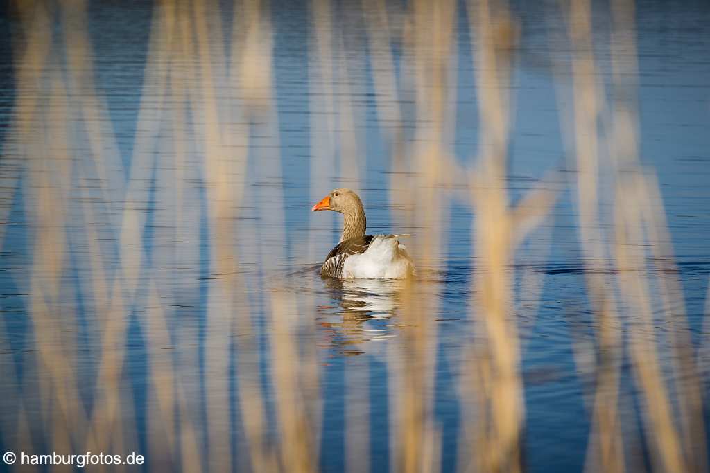 akustikbild_fond_AKB127 Fond Akustikbild Teich mit Gans