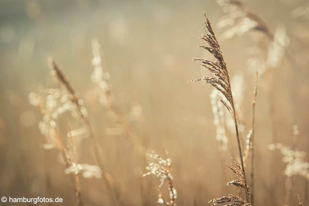 akustikbild_fond_AKB128 Fond Akustikbild Grass