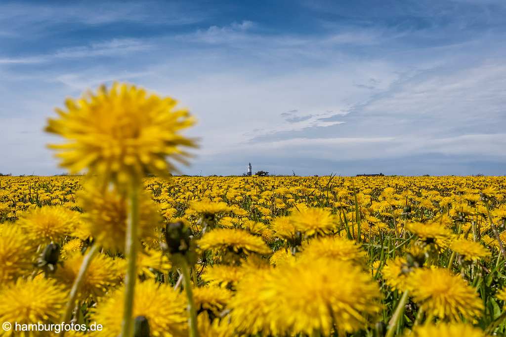 akustikbild_fond_AKB129 Fond Akustikbild Loewenzahn