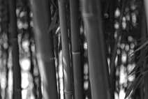 akustikbild_fond_AKB017 Fond Akustikbild Bambus