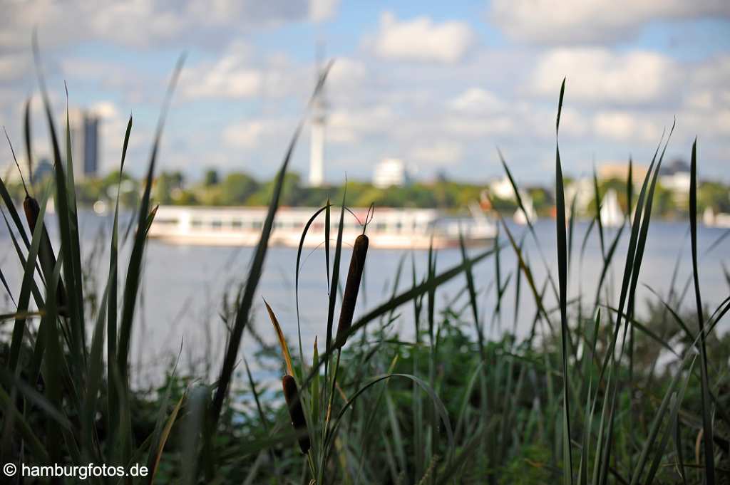 id501887 Schilfkolben mit Skyline der Alster, Rotherbaum