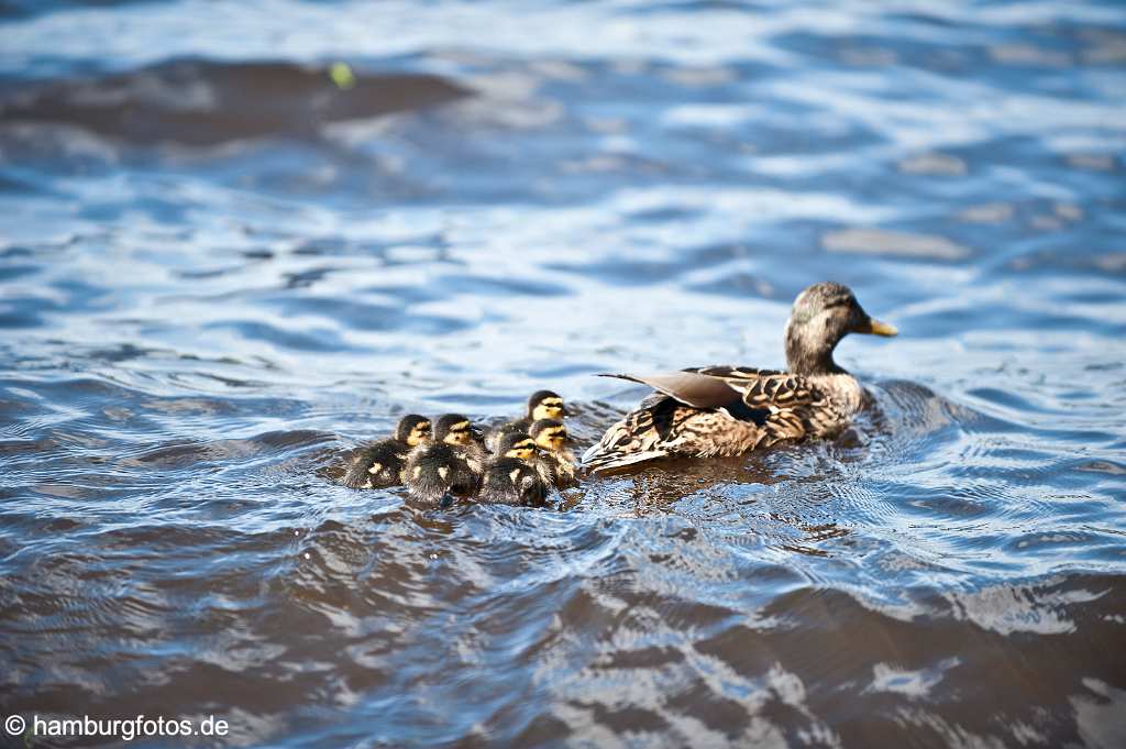 id519446 Bilder: Entenmama schwimmt mit ihren Kücken auf der Alster