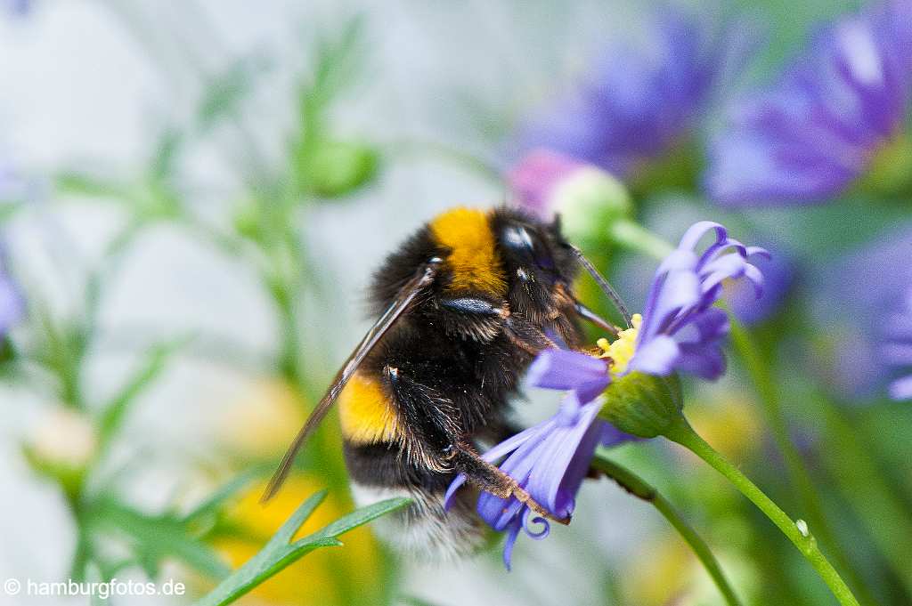 kunstmarkt_28 Bild: Eine Hummel saugt Nektar aus einer violetten Bluete