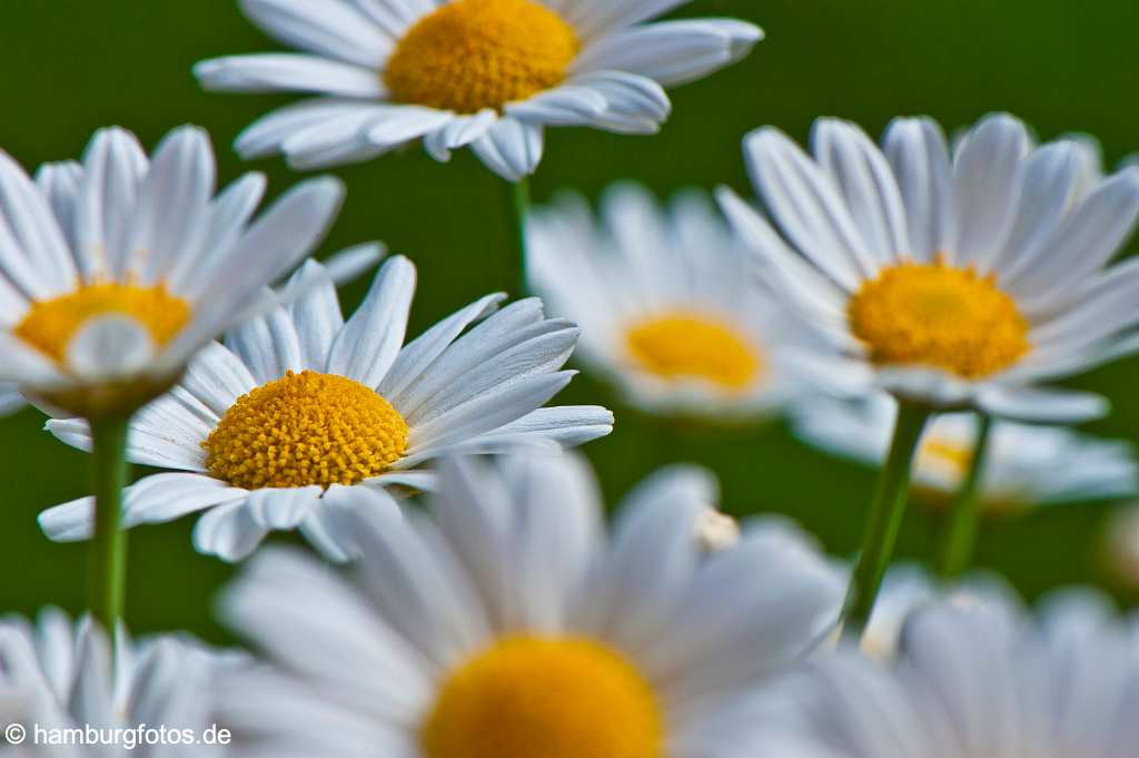 kunstmarkt_29 Bilder: weisse Margeriten mit gelben Bluetengefaesen