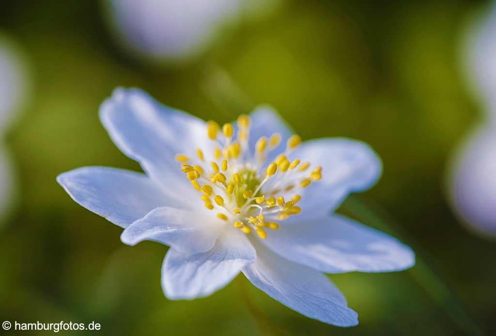 kunstmarkt_30 Blüte eines Buschwindröschen (Anemone nemorosa) im Licht der Frühlingssonne, Nahaufnahme