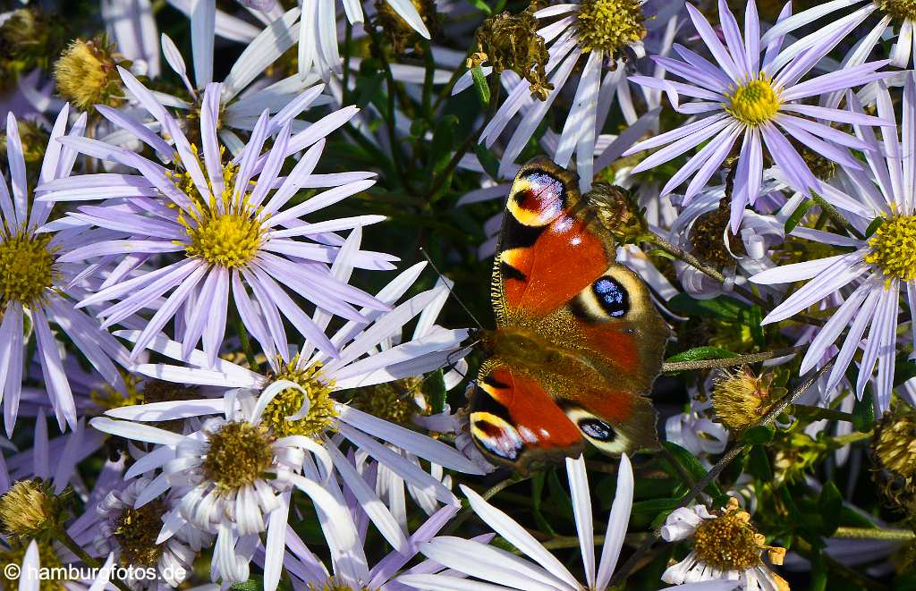 kunstmarkt_39 Schmetterling auf Blueten