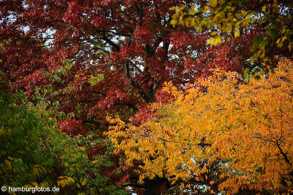 kunstmarkt_45 Bäume mit herbstlichen Laub