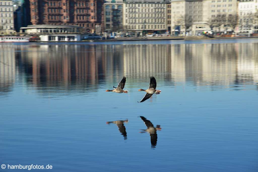 id520832 Graugänse über der Binnenalster im Tieflug