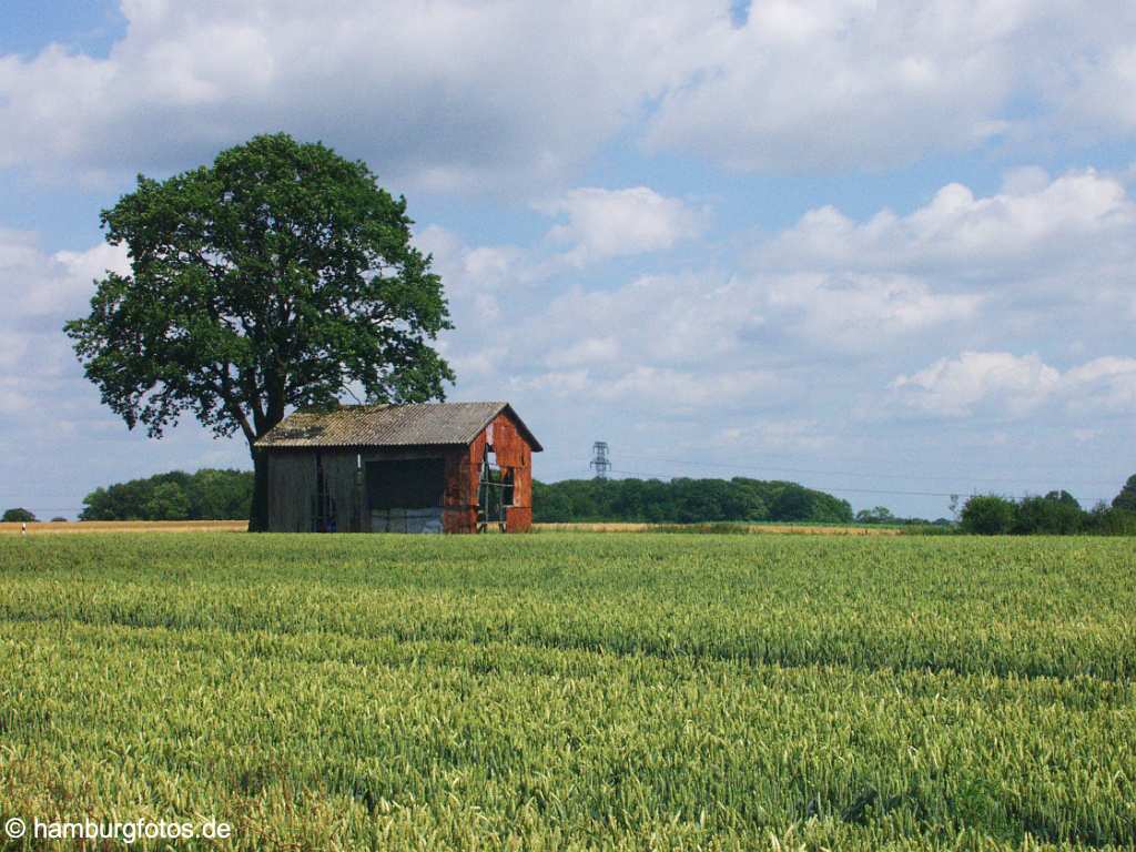 id100423 Schleswig-Holstein, Getreidefeld mit Scheune und Baum