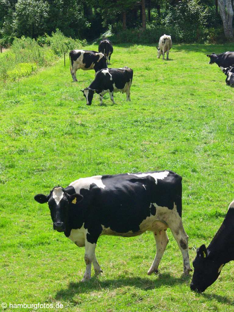 id100424 Schleswig-Holstein, Schwarzweisse Kuehe auf Wiese