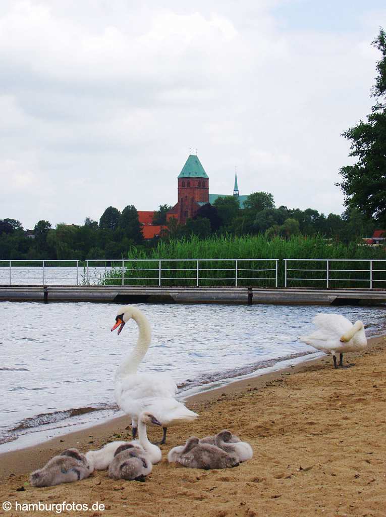 id100429 Schleswig-Holstein, Ratzeburger See, lake, Dom, Schwan, Schwaene, Junge