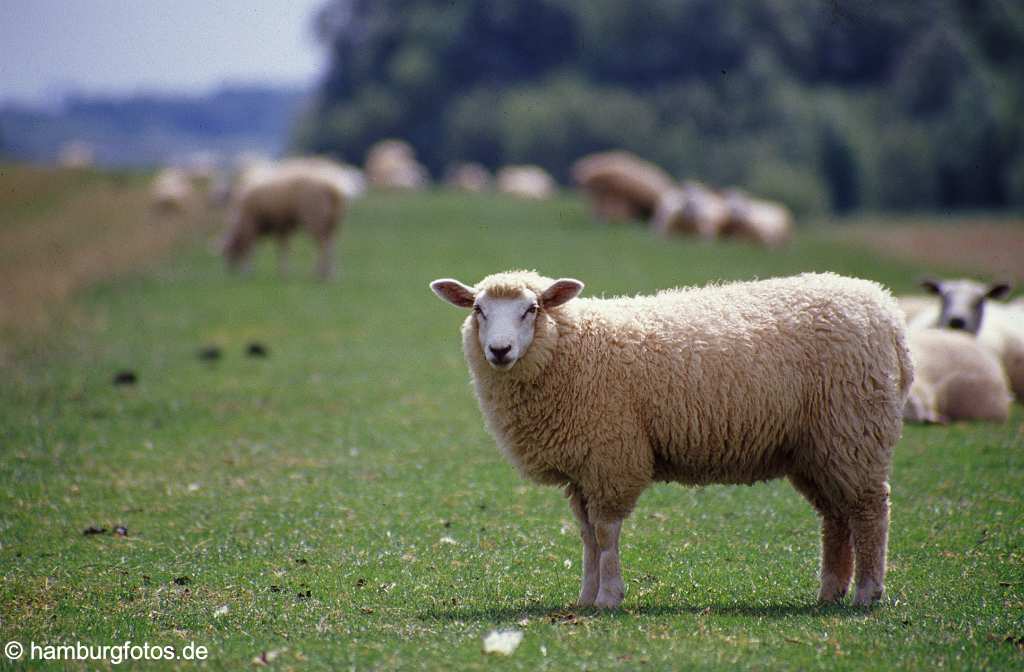 id100439 Schleswig-Holstein, Scharfe auf dem Deich.