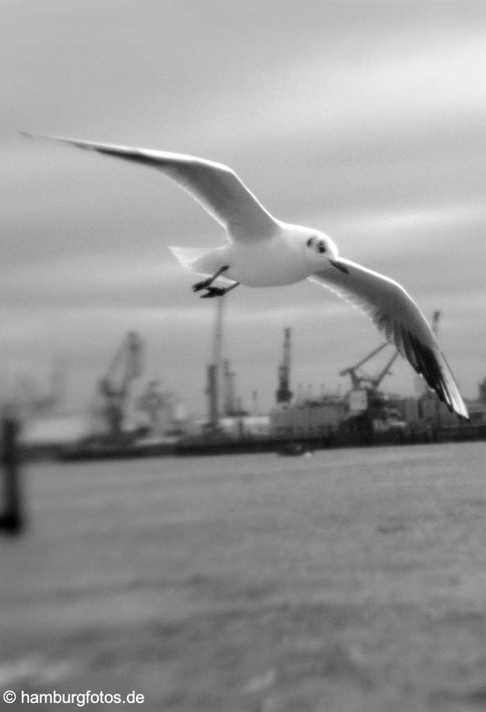 hamburg_schwarzweiss_116 Impression Hamburger Hafen, Möve