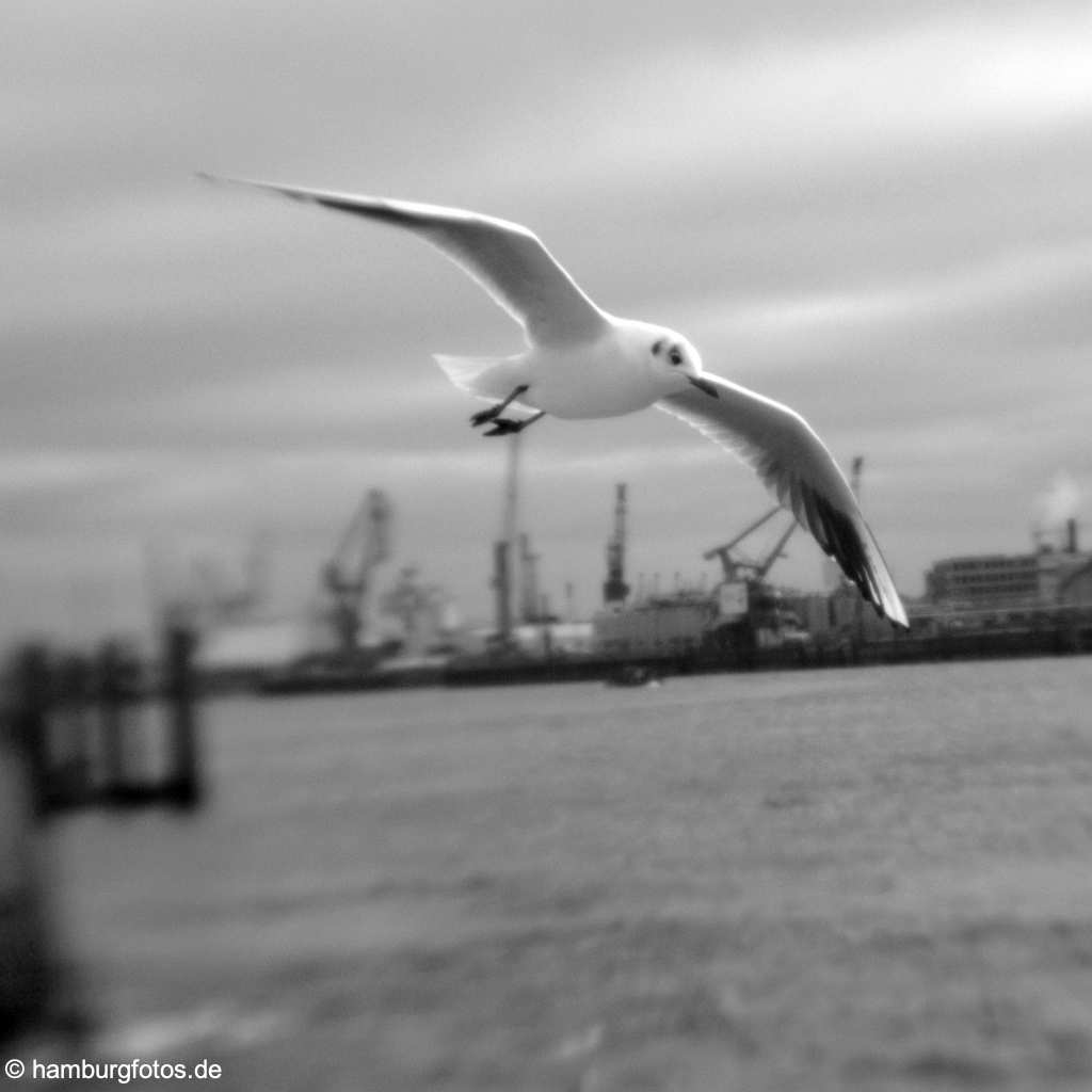 hamburg_schwarzweiss_116 Impression Hamburger Hafen, Möve