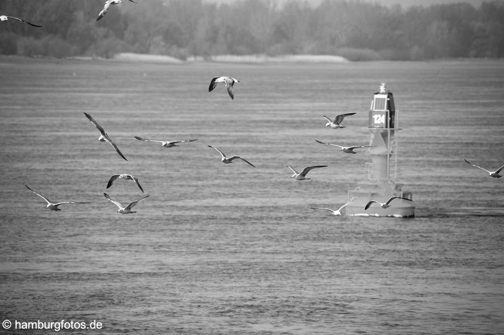 hamburg_schwarzweiss_146 Hamburg Bilder in schwarzweiss, schwarz-weiss, Elbe mit Moeven