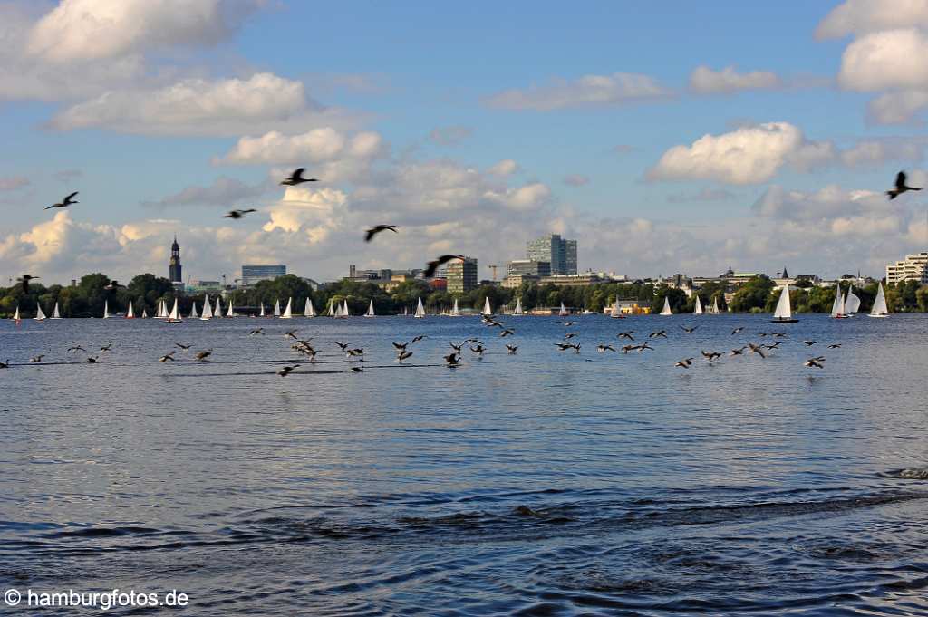 id501915 Skyline der hamburger Innenstadt mit einem Schwarm von Graugaensen