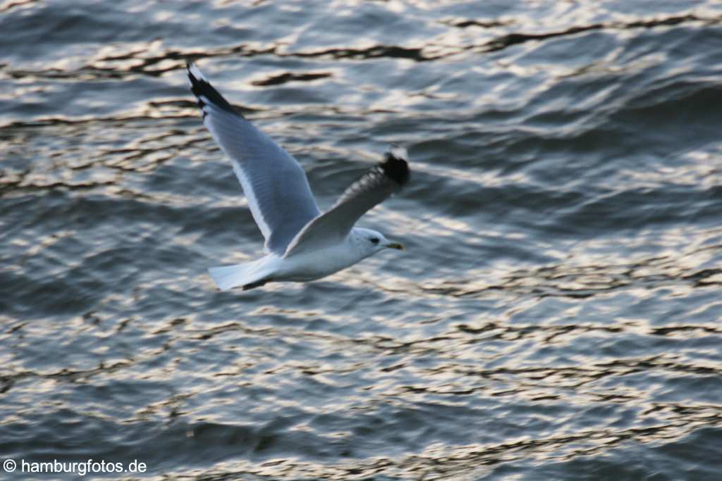 id101410 Wasservögel Möve, Möven, Flug, fliegen