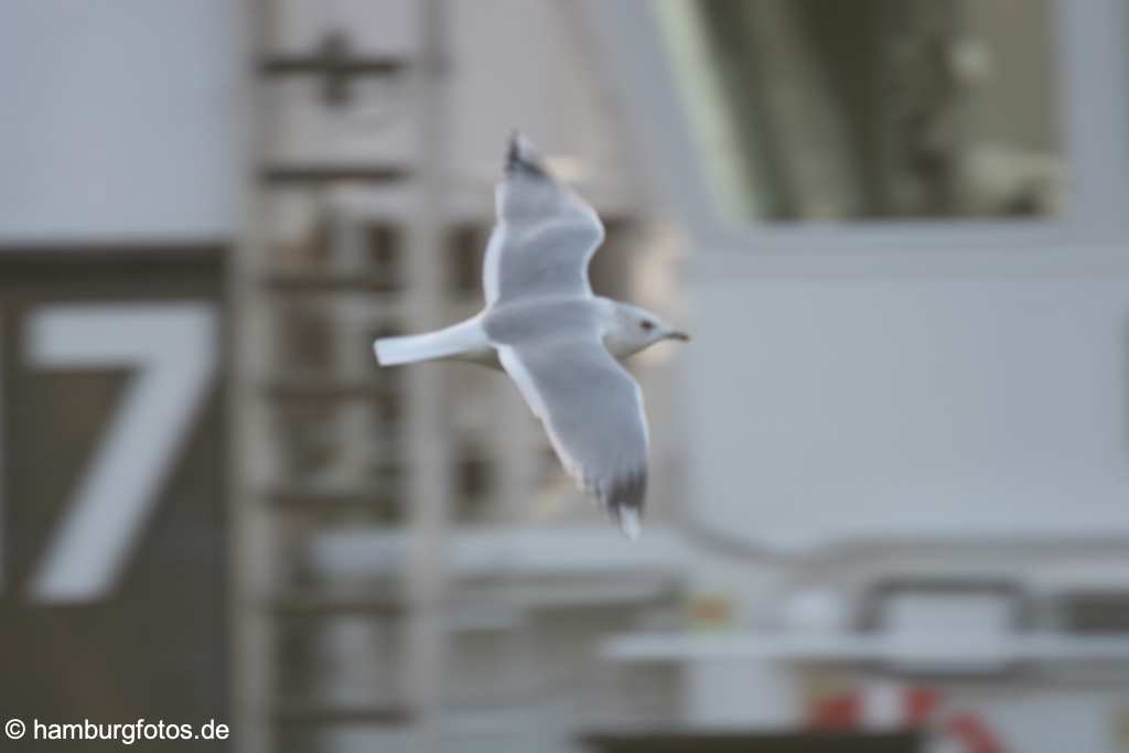 id101411 Möve vor Dock, Werft