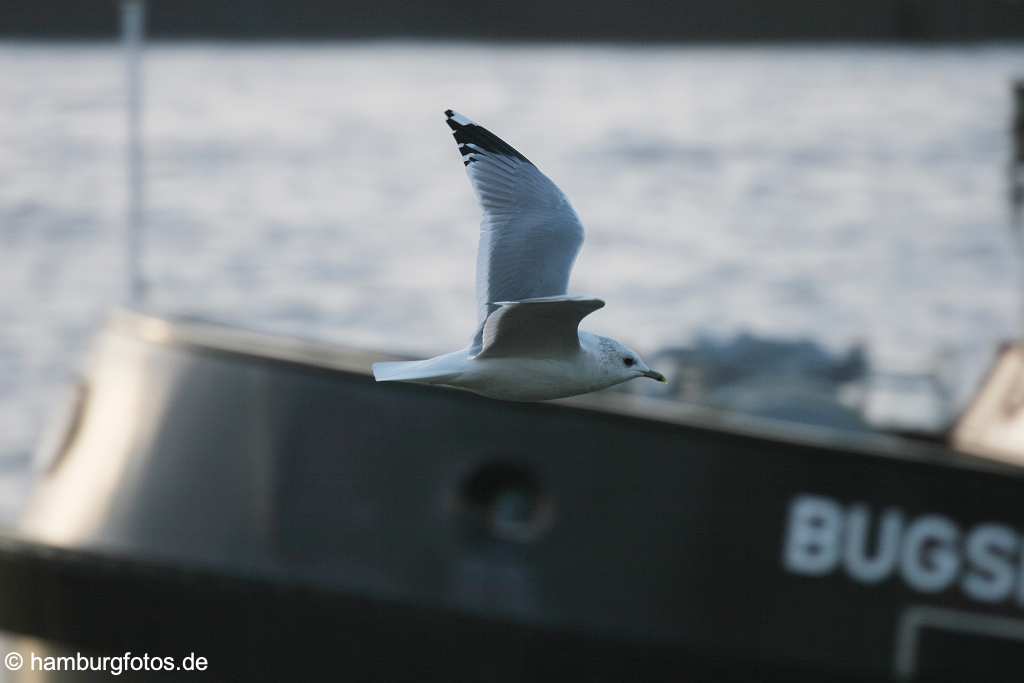 id101412 Wasservögel, Möven, Flug, fliegen