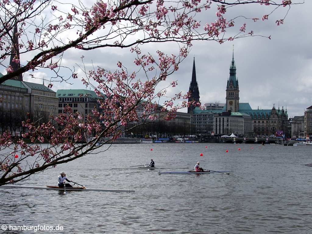 id102582 Binnenalster Hamburg, Kirschblüte