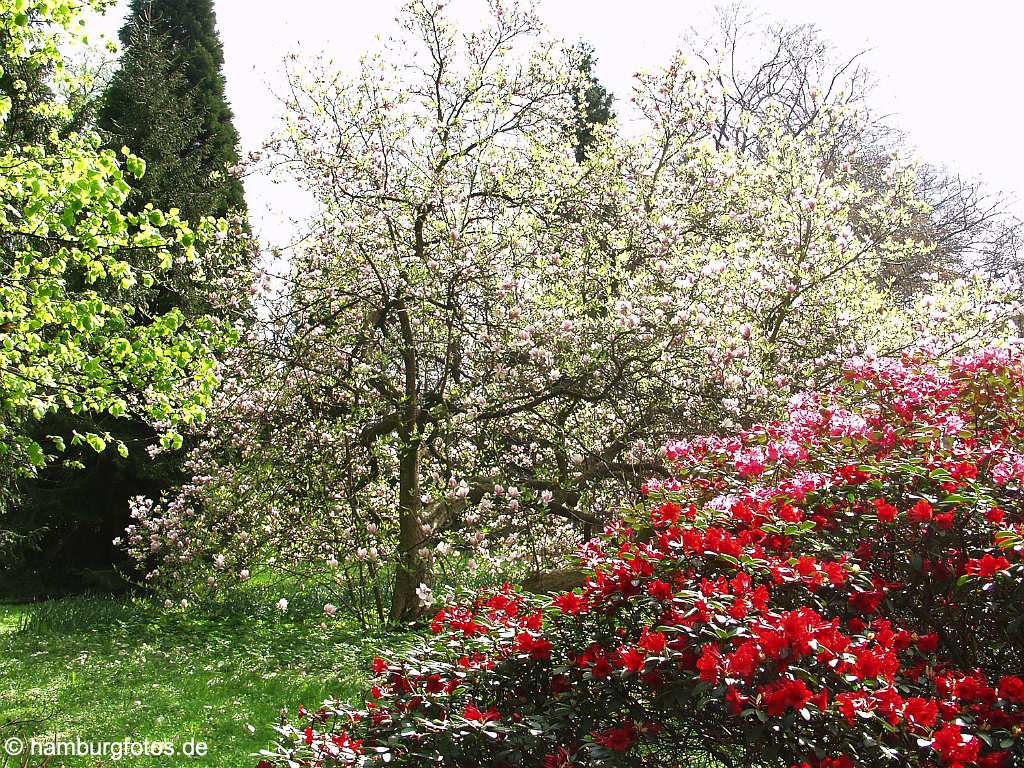 fsy_2585 Hamburg - Frühling - Tulpenbaum, Rhododendron