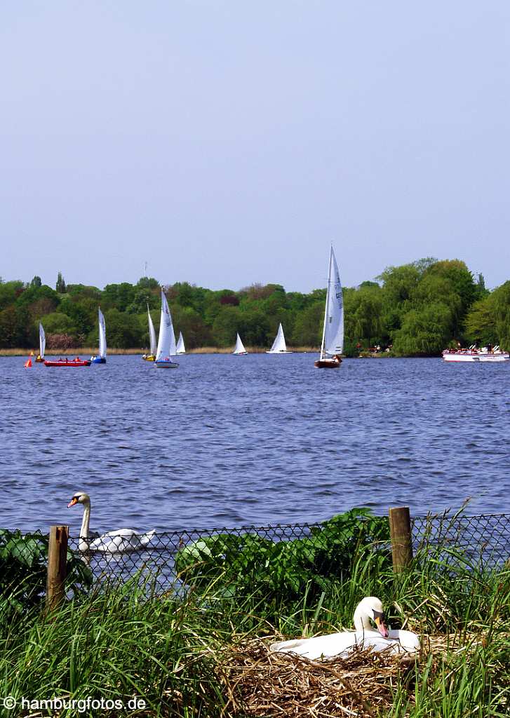 id102589 Hamburg - Alster, Schwan, Nest