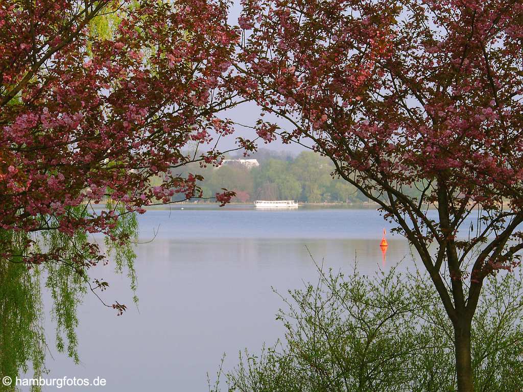 id102591 Hamburg - Frühling - Japanische Zierkirsche, Alsterschiff