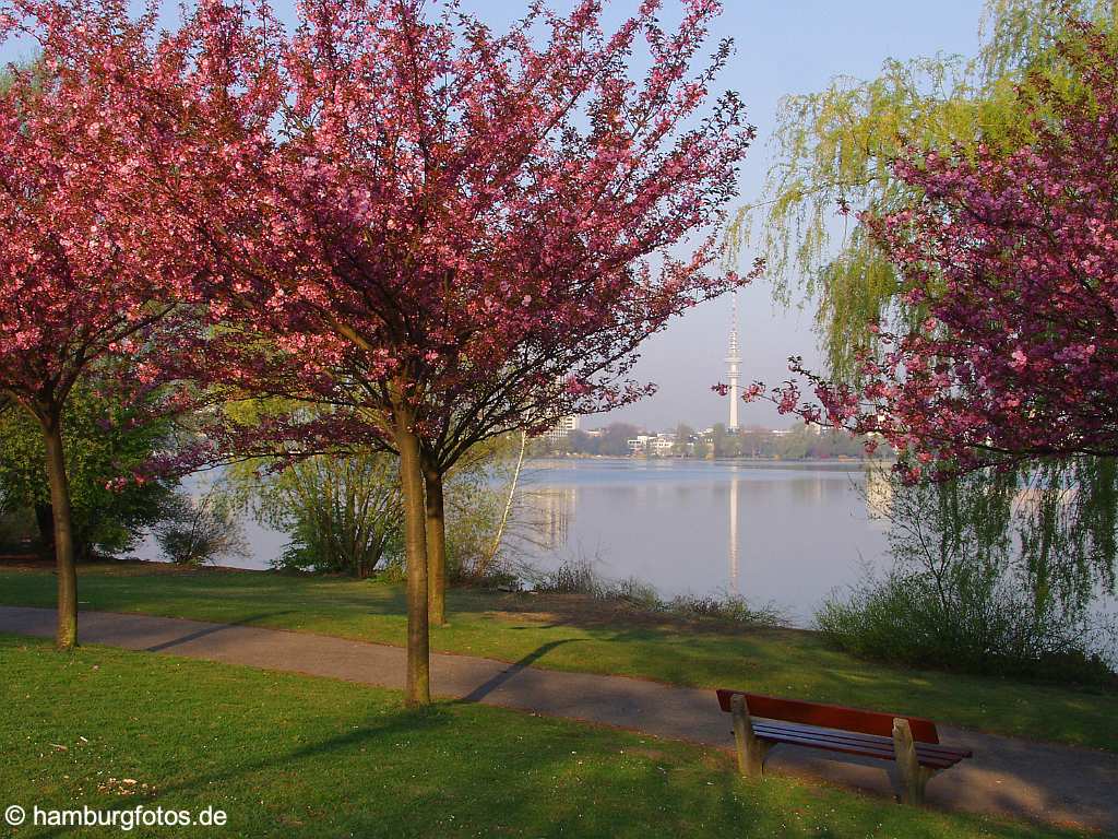 id102601 Hamburg - Frühling, Japanische Zierkirsche, Fernsehturm