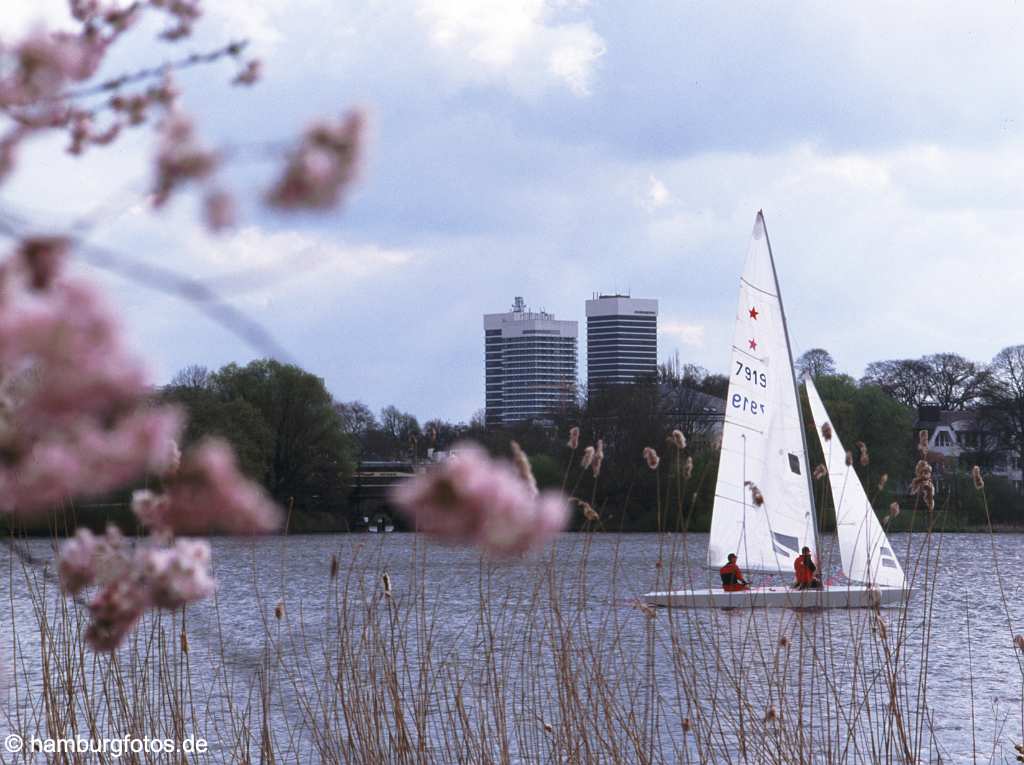 id102611 Hamburg - Frühling Japanische Zierkirsche an der Alster