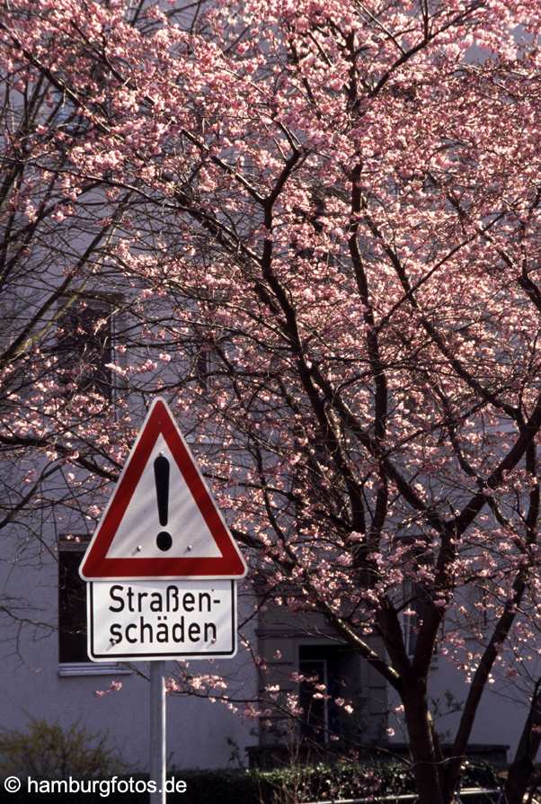 id102612 Hamburg - Frühling Japanische Zierkirsche an der Alster