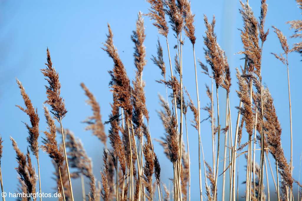 fsy_2784 HAMBURG - DIE WACHSENDE STADT | Wilhelmsburg - Elbinsel, Gartenstadt | Sprung über die Elbe | Der Reiherstieg aus südlicher Sicht | Natur, Planzen, Himmel