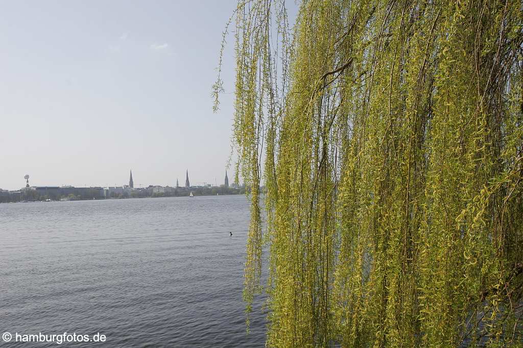 id106604 Hamburg | Außenalster mit Skyline und Weide