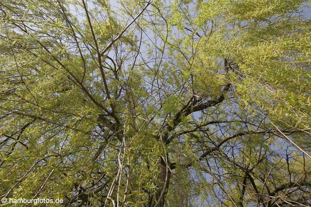 id106607 Hamburg | Weide im Frühling