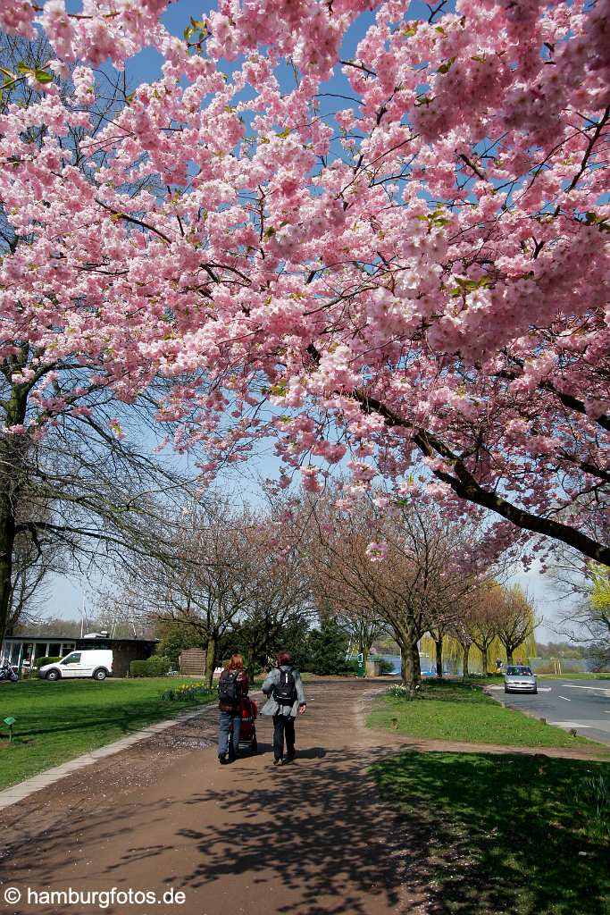 id106628 Hamburg | Japanische Zierkirsche im Frühling