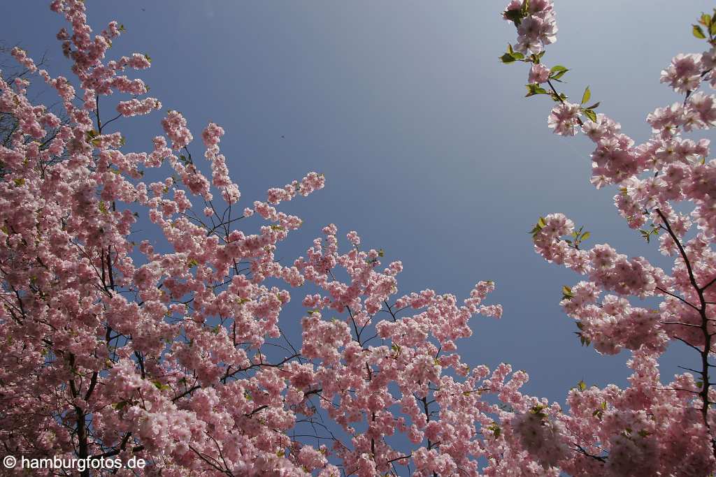 id106632 Hamburg | Japanische Zierkirsche im Frühling