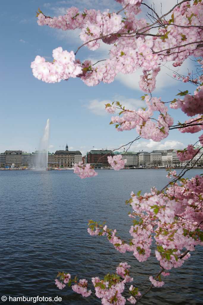 id106656 Hamburg | Skyline Jungfernstieg mit Binnenalster, Fontaine und Kirschblüte